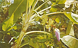 Sarasota Jungle Gardens FL Wild Banana Tree p34260 (Image1)
