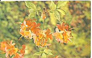 Flame Azalea Wildflower of the Mountains p34317 (Image1)