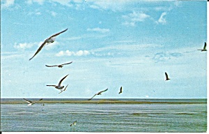 Sea Gulls On Outer Banks Nc P34670