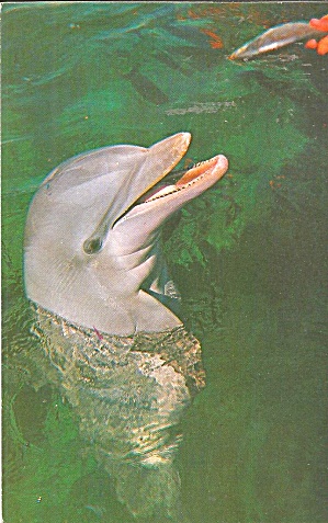 Florida Seaquarium Smiling Porpoise postcard p35270 (Image1)
