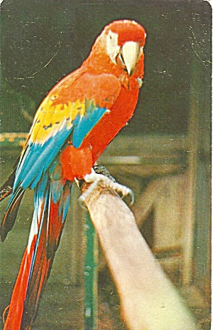 South American Macaw Sanford Fl Zoo P35410