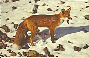 Red Fox In Mount Mckinley National Park Al P35935