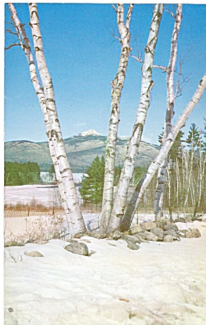 Mt Chocorua Nh Framed By Birch Trees P36061