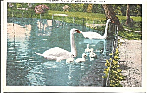 Winona Lake In Swan Family In Lake Postcard P36344