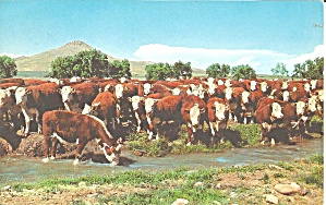 Herd Of Whiteface Cattle P37444