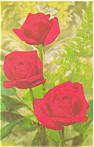 Beautiful Roses Postcard p3745 (Image1)