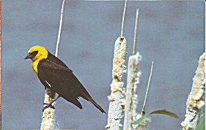 Postcard of a Yellow Headed Black Bird p37543 (Image1)