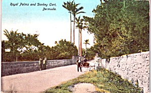 Royal Palms and Donkey Cart Bermuda  p37695 (Image1)