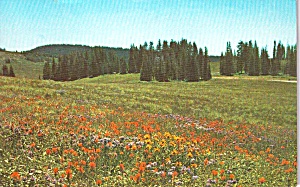 Floral Display Cedar Breaks National Monument Ut P38116