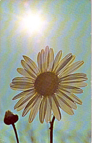 Sun Flower Postcard P38231