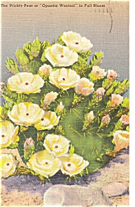 Prickly Pear in Bloom Postcard Linen WWII p3851 (Image1)