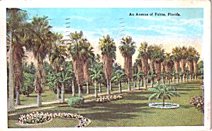 An Avenue Of Palms Florida Postcard P38531
