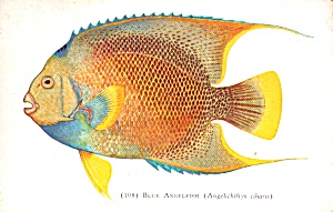 Blue Angel Fish Angelichthys Ciliaris Chicago Il P39191