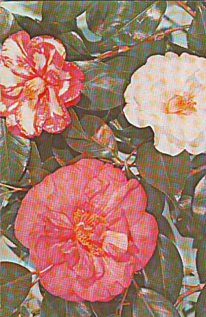 Alabama State Flower Postcard P39995