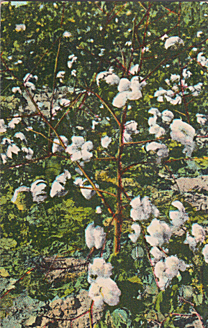 Cotton Stalk Loaded With Cotton In Dixeland P39999