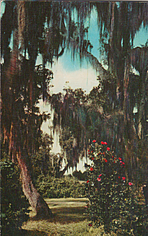 Live Oaks And Camellias Postcard P40182