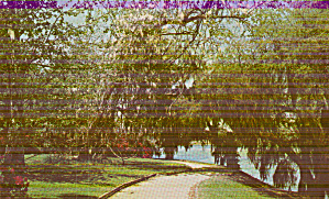 Near Charleston South Carolina Magnolia Garden Postcard P40433