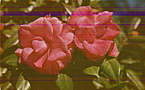 Camellia Japonica The Purple Dawn Postcard P40493