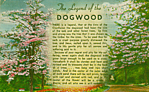 Legend Of The Dogwood Postcard P40628