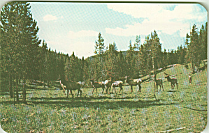 Group of Elk in the Mountains Postcard p40953 (Image1)