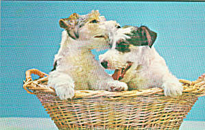 Two Puppies In A Basket Postcard P41096