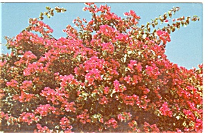 Bouganvillea in Blossom Postcard p4346 (Image1)