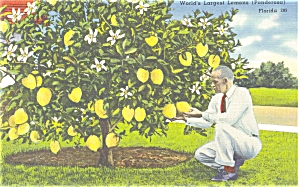 Ponderosa Lemon Tree Linen Postcard P5906