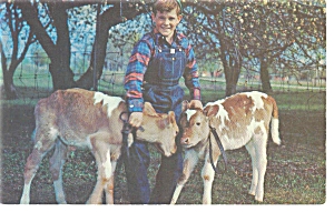 Future Farmer with a pair of Calves Postcard p6828 (Image1)