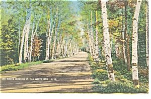 White Birches in New Hampshire Postcard p7341 (Image1)