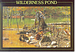 Wilderness Pond Mallard and Beaver Postcard cs0928