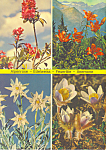 Alpenblumen Switzerland Postcard cs1972