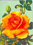 Jolies Roses De France Bettina Postcard cs4244