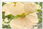 Click here to enlarge image and see more about item cs6316: Creamy White Dogwood Postcard cs6316