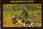 Mallard and Beaver in Wilderness Pond Postcard cs6965