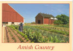 Amish Woman Tending Her Garden cs7148