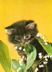 Cute Kitten with Lillies of the Valley Postcard cs7262