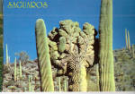 Saguaro Cactus Postcard cs7425