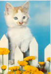 White  Kitten with Wonderful Eyes Postcard cs7722