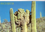 Saguaros Cactus Postcard cs8016