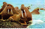 Click here to enlarge image and see more about item cs8029: Walrus in Alaska Postcard cs8029