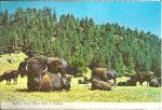 Black Hills South Dakota Buffalo Herd cs8468