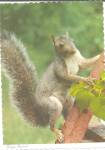 Click here to enlarge image and see more about item cs8626: Grey  Squirrel on a Branch Postcard cs8626