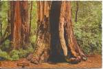 Big Basin Redwoods State Park California cs9072