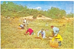 Harwich MA  Harvesting Cranberries the Old Way Postcard lp0011