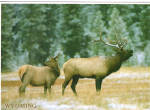 Bull Elk with Cow Elk Large Postcard lp0543
