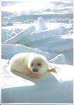 Click here to enlarge image and see more about item lp0570: A Young Harp Seal Pup Postcard lp0570