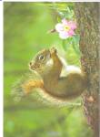 Click here to enlarge image and see more about item lp0700: Red Squirrel Large Postcard lp0700