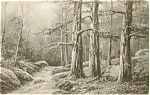 Old Forest Scene Postcard n0125