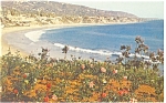Laguna Beach CA from Heisler Park Postcard p10605 1962