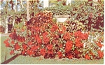 Poinsettia in Florida Postcard p12796